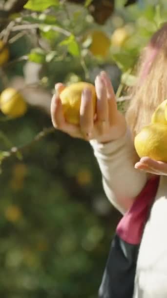 シトラスグローブの女性は サンビームに照らされたフルーツベアリングツリーの背景にレモンを投げます — ストック動画