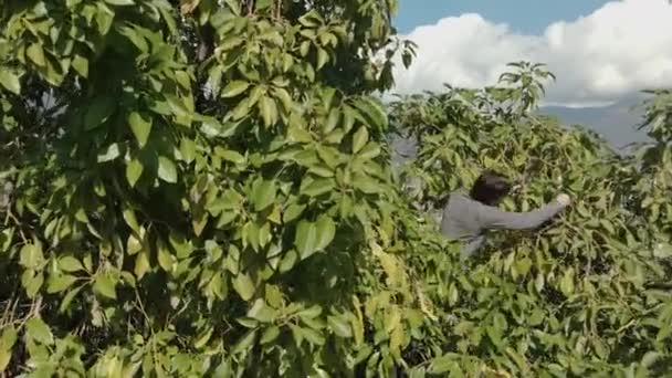 Man Has Climbed Top Tree Pick Avocados Com Montanhas Clima — Vídeo de Stock