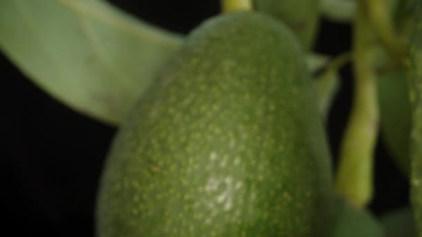 Доллі Слайдер Через Гілки Avocados Макро Чорному Тлі Сонячними Променями — стокове відео