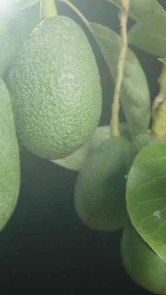 Mouvement Long Des Branches Avec Des Fruits Avocat Suspendu Gros — Video