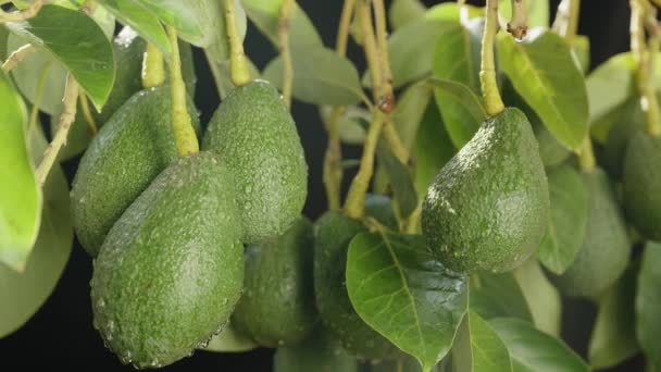 水滴が付いている枝から掛かる多数のアボカドのフルーツ スライダークローズアップ — ストック動画