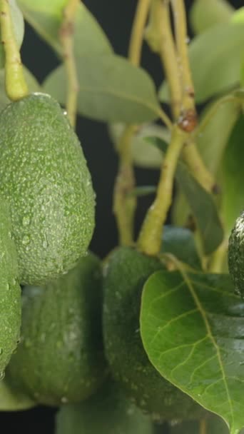 Nombreux Fruits Avocat Suspendus Une Branche Avec Des Gouttelettes Eau — Video