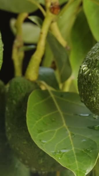 Oddział Owocami Awokado Deszczu Zbliżenie Ciemnym Tle Suwak — Wideo stockowe