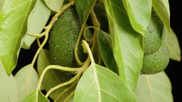 Gros Plan Sur Rotation Des Fruits Avocat Sur Une Branche — Video