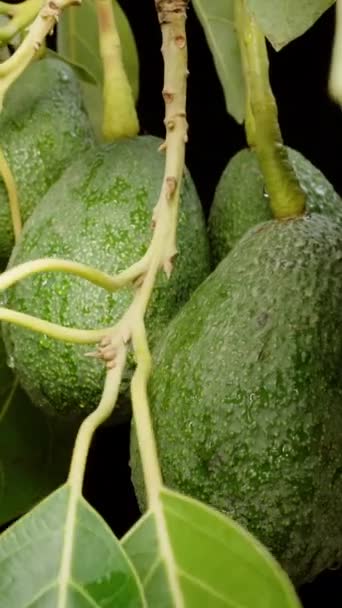Primer Plano Una Rama Con Frutas Aguacate Siendo Examinadas Por — Vídeo de stock