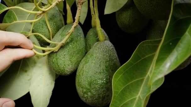아보카도 퍼뜨리고 과일을 검사하는 클로즈업 — 비디오