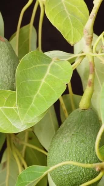 Branches Vertes Luxuriantes Aux Fruits Avocat Sur Fond Noir Lumière — Video