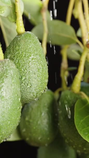 Primo Piano Pioggia Che Innaffia Frutti Avocado Sull Albero Rallentatore — Video Stock
