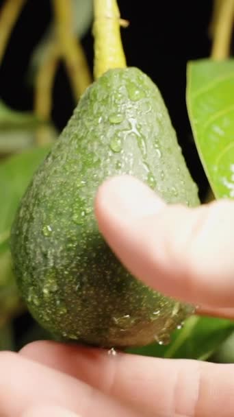 Une Main Masculine Cueille Avocat Suspendu Une Branche Couvert Gouttelettes — Video