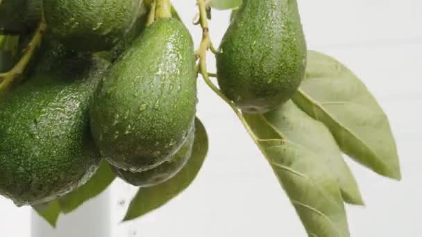 Avokadofrukter Trädet Täckta Vattendroppar Kolliderar Med Varandra Långsamma Rörelser — Stockvideo