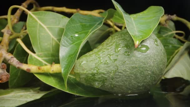 Ένα Κλαδί Φρούτα Αβοκάντο Βρίσκεται Στο Νερό Και Σταγονίδια Νερού — Αρχείο Βίντεο