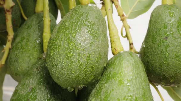 Avokado Meyveleriyle Kaplı Bir Ağacın Dalında Beyaz Arkaplanda Yakın Plan — Stok video