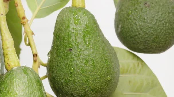 Nahaufnahme Zahlreicher Avocadofrüchte Auf Einem Zweig Mit Wassertropfen — Stockvideo