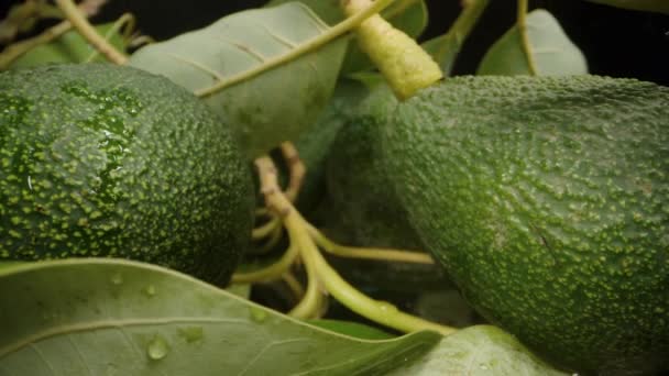 Macro Dalları Yaprakları Avokado Meyveleriyle Karıştırıyor Siyah Bir Arkaplana Karşı — Stok video