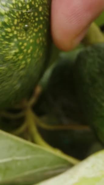 Nærbilde Mannlig Hånd Som Undersøker Avokadofrukter Mens Kameraet Beveger Seg – stockvideo