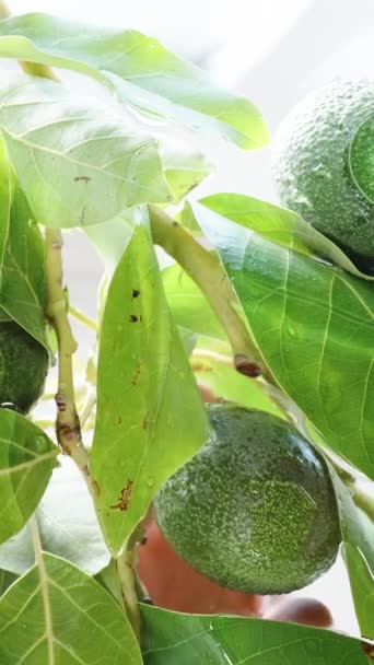 Aşağıdan Camın Altından Suyun Içinde Avokado Meyveleri Olan Dalların Üzerinden — Stok video