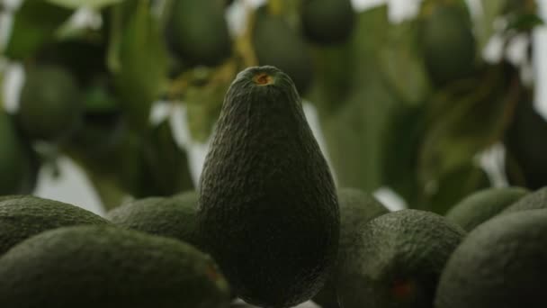 Een Stapel Avocado Tafel Één Draaiend Geleidelijk Het Licht Komend — Stockvideo