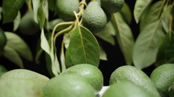 Sur Fond Noir Branches Aux Avocats Fruits Déjà Récoltés Couchés — Video