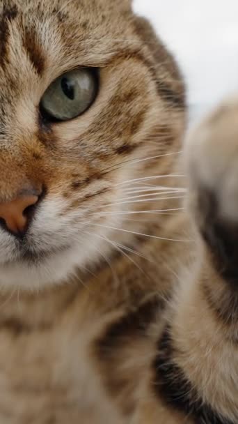 Vertikal Video Närbild Street Striped Katt Med Sin Tass Försöker — Stockvideo