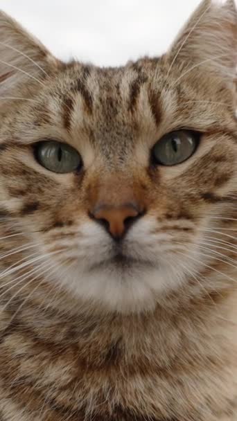Dikey Video Sokak Çizgili Kedi Yakın Plan Portre Yavaş Çekim — Stok video