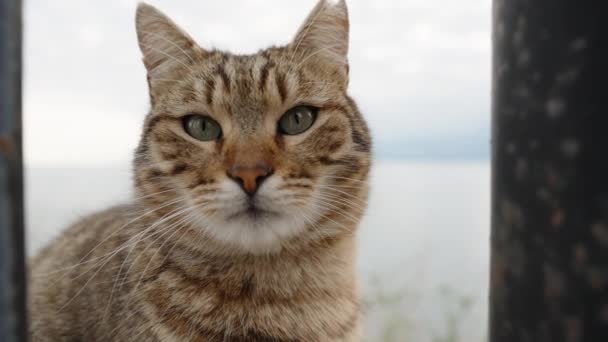 Gaturandig Katt Närbild Porträtt Mot Bakgrunden Havet Långsamma Rörelser — Stockvideo