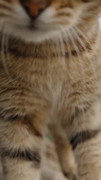 Verticale Video Street Cat Probeert Halen Veegt Met Zijn Poot — Stockvideo