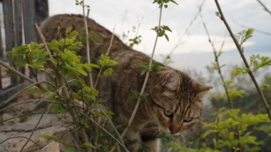 Evsiz çizgili kedi çalıların arasından bana doğru geliyor, yaklaşıyor ve büyük, yumuşak bir hareketle kameraya bakıyor..
