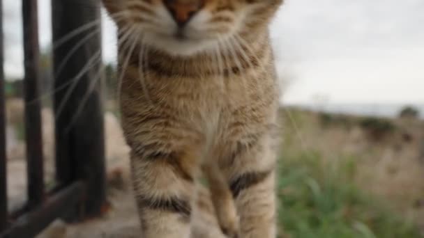 Street Cat Tries Catch Swipe Its Paw Walks Camera Staring — Stock Video