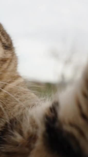 Вертикальное Видео Близко Приближаясь Уличной Полосатой Кошке Получаю Лапку Камеру — стоковое видео
