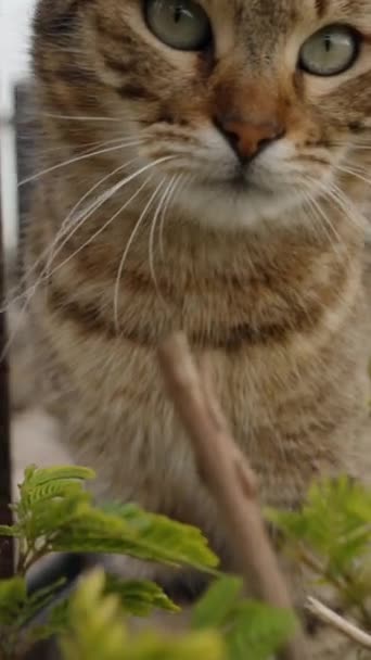 バーティカルビデオ 猫は足で私に向かって茂みを通り抜け カメラをつかむことを望んでいます 海の背景に対するスローモーション — ストック動画