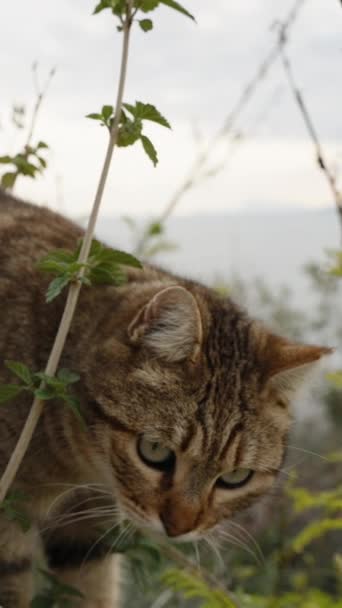 비디오 노숙자 줄무늬 고양이는 덤불을 만듭니다 가까워지고 부드러운 모션으로 카메라를보고 — 비디오