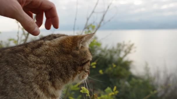 Stroke Close Homeless Striped Cat Looking Distance Sea — стоковое видео