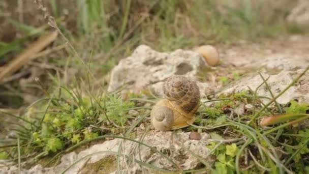 カタツムリの殻が岩に絡み合った クローズアップ — ストック動画