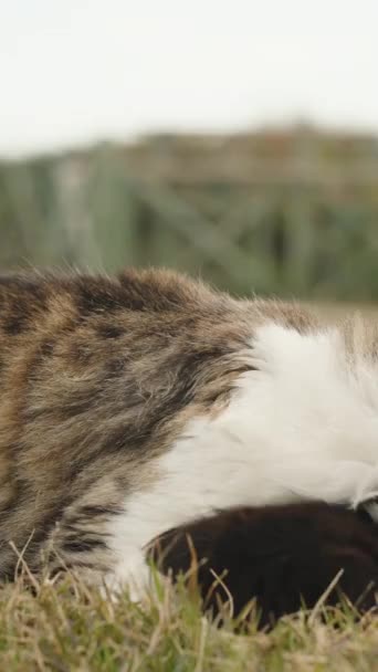 Dikey Video Beyaz Çizgili Kedi Çimlerin Üzerinde Siyah Bir Kedi — Stok video