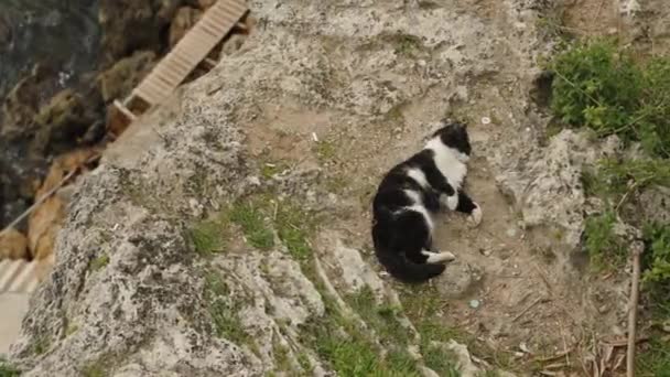 Fekete Macska Gördül Gyönyörrel Földön Szélén Egy Szikla Tenger Mellett — Stock videók