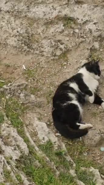 Video Vertikal Kucing Hitam Berguling Dengan Kesenangan Tanah Tepi Tebing — Stok Video
