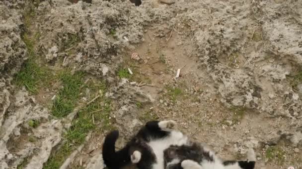 Černá Bílá Kočka Leží Okraji Útesu Moře Kamera Zvedá Zachytí — Stock video
