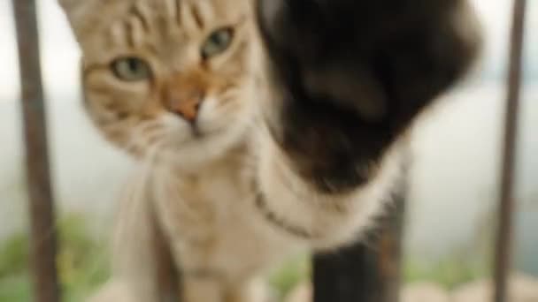 Csíkos Macska Kerítésen Rácsok Megpróbálja Elérni Megragadja Kamerát Mancsával Közelkép — Stock videók