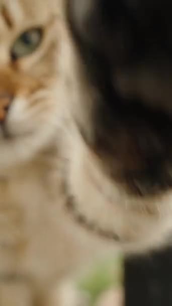 Dikey Video Çit Parmaklıklarından Geçen Çizgili Kedi Pençesiyle Kameraya Ulaşmaya — Stok video