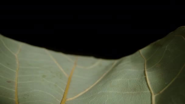 Kurumuş Yeşil Yaprak Siyah Arka Planda Izole Edilmiş Dolly Kaydırıcı — Stok video