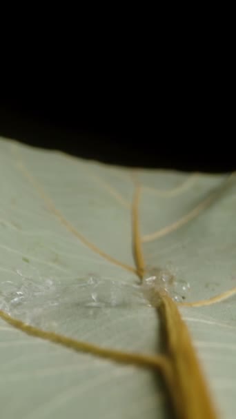 バーティカルビデオ 黒い背景に乾燥した葉に滴下する水滴 ドリースライダー クローズアップ — ストック動画