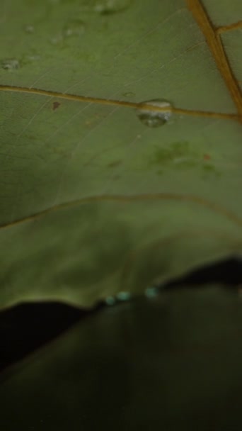 Vertical Video Camera Slides Backward Dry Leaf Black Background Water — Stock Video