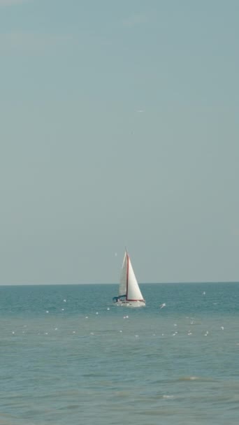 垂直录像 一只小帆船在海里与一群海鸥一起在脏水中航行 — 图库视频影像
