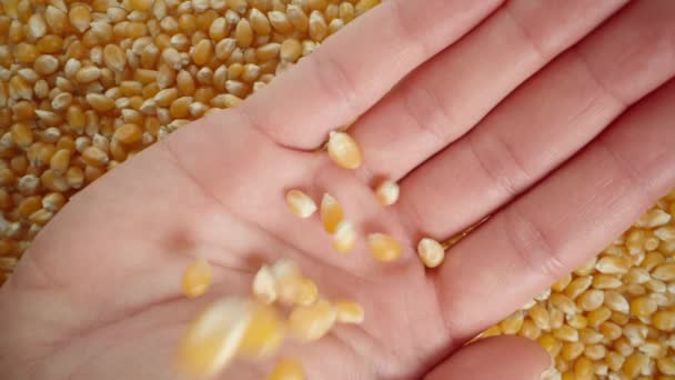 上から ポップコーンのためのトウモロコシカーネルは 下の多数のトウモロコシの穀物の背景に対して女性の手のひらに落ちています スローモーション — ストック動画