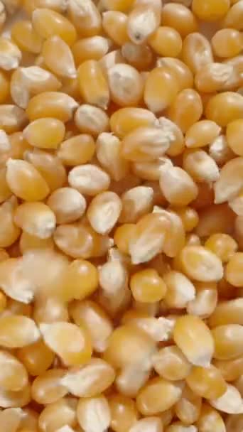 Pionowe Wideo Suche Ziarna Kukurydzy Popcorn Spada Widok Góry Zwolnionym — Wideo stockowe
