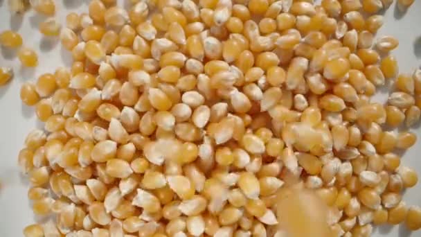 Suchá Kukuřičná Jádra Pro Popcorn Padají Dolů Shora Dolů Zpomaleném — Stock video