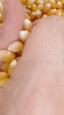 Dikey video. Bir erkeğin mısır çekirdeklerini toplarken üst görüntüsü, onları yakından gösteriyor, sonra yavaş çekimde geri döküyor..