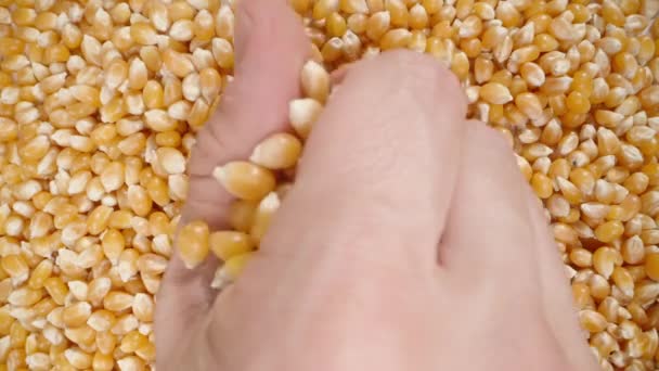 Вид Зверху Чоловічої Руки Збираючи Кукурудзяні Ядра Показуючи Впритул Потім — стокове відео