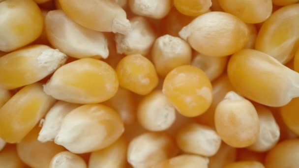 Kukuřičná Jádra Pro Popcorn Vytvářejí Pozadí Makro Zoom Dolly Slider — Stock video