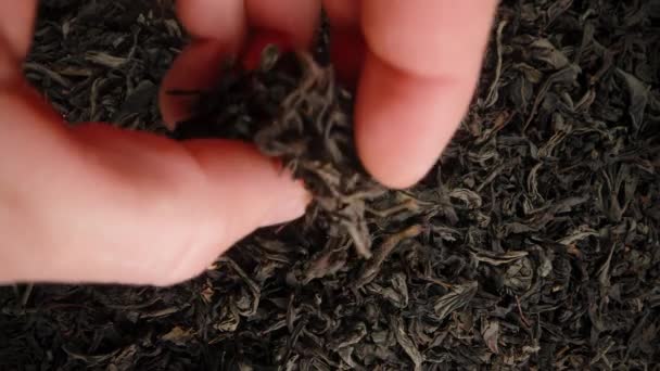 Background Dry Tea Leaves Male Hand Takes Handful Brings Camera — Stock Video